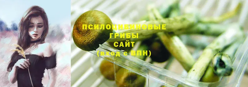 Псилоцибиновые грибы Psilocybine cubensis  Дзержинский 